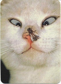 오잉 이미지