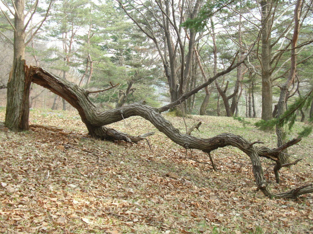 속리산사내리캠핑장 이미지